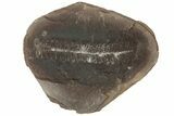 Fossil Fern (Pecopteris) Nodule Pos/Neg - Mazon Creek #183288-2
